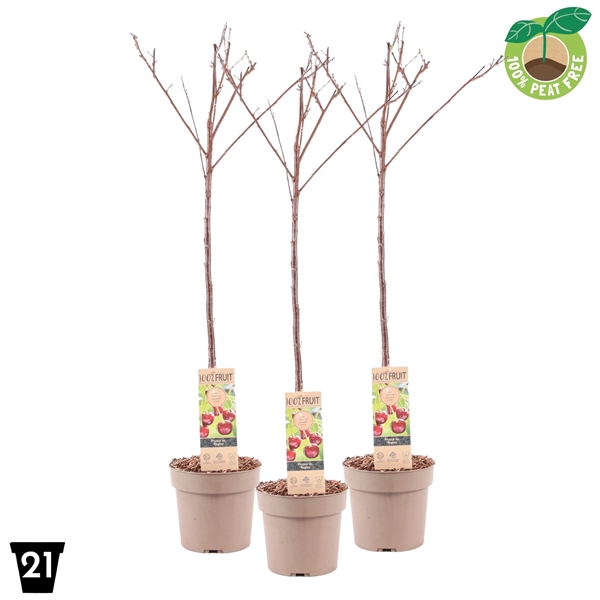 <h4>Prunus av. Patiobomen ‘Regina’, 100% Fruit, P21</h4>