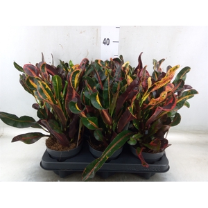 Codiaeum var. GR 'Mammi'