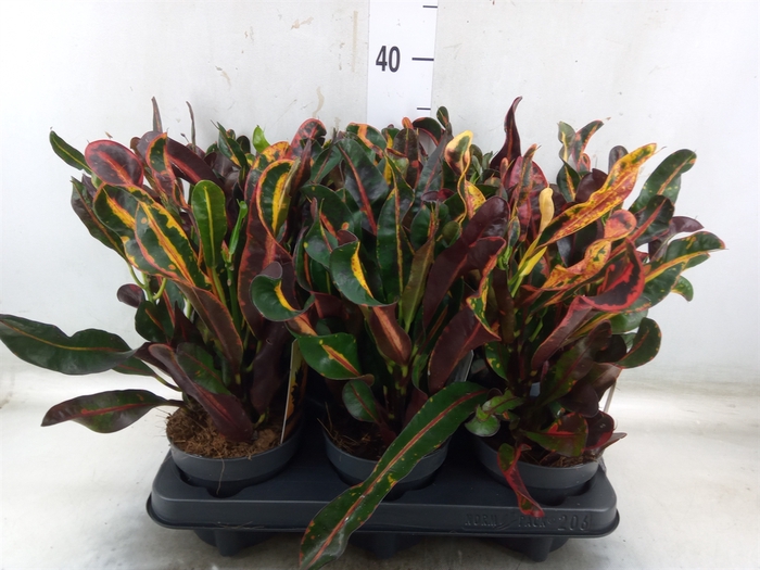 <h4>Codiaeum var. GR 'Mammi'</h4>