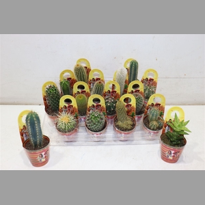 Cactus Gem