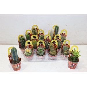 Cactus Gem