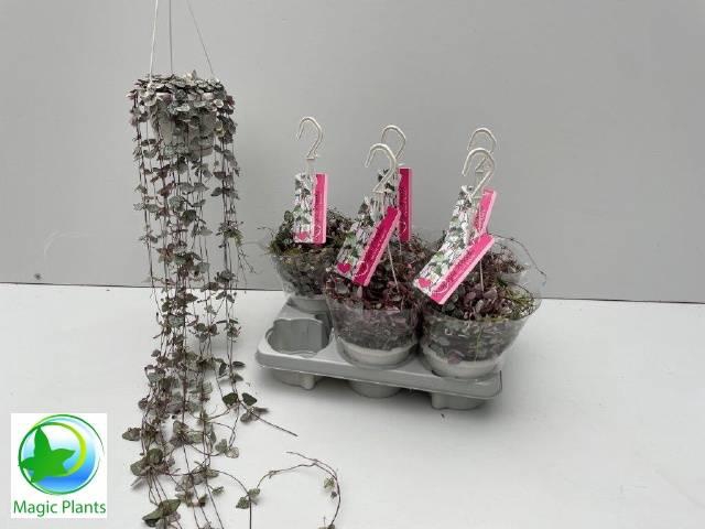 <h4>CEROP WO VARIEGATA</h4>