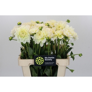 Dahlia Champagne