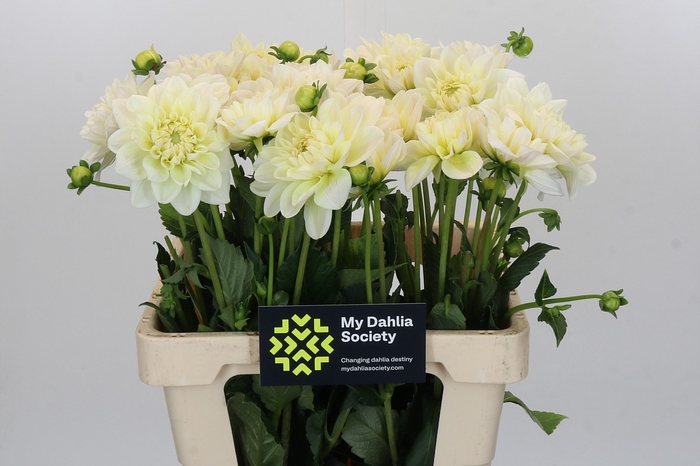 <h4>Dahlia Champagne</h4>