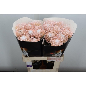 Wax Protea Nutan Wax Wit Parelmoer