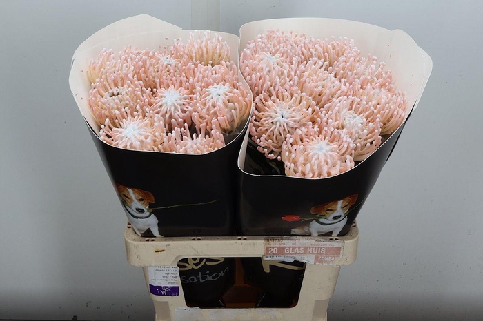 <h4>Nutan Wx Wit Parelmoer</h4>