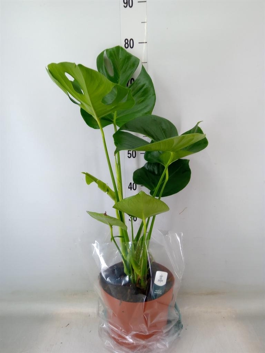 <h4>Monstera delic.</h4>