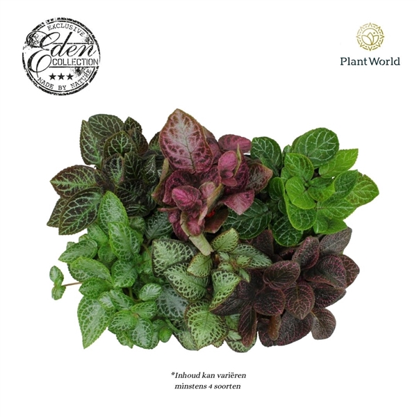 <h4>Episcia Mix, 12cm</h4>