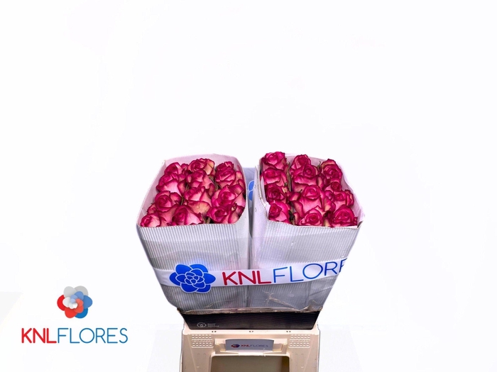 <h4>R GR CAROUSEL</h4>