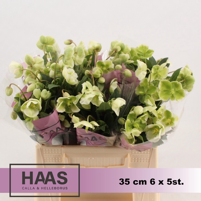 <h4>HELLEB MAGNIF BELLS 6 X 5st.</h4>