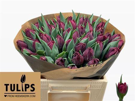 <h4>Tu Du Alison Bradley</h4>