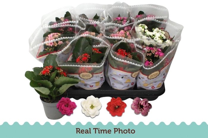 <h4>KAL GE GEM 4 KL</h4>