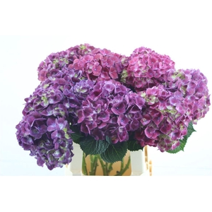 Hydr. M Trophy Purple 60-17