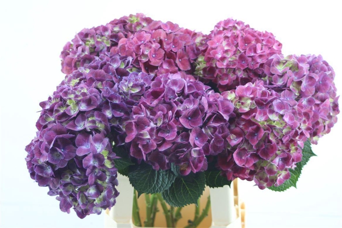 Hydr. M Trophy Purple 60-16