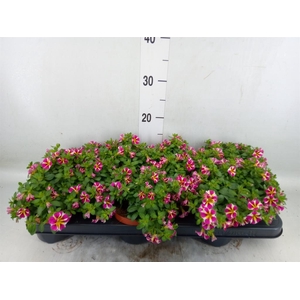 Calibrachoa  'Minifam Rave Pink'