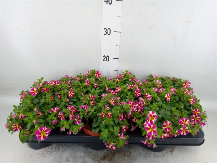 <h4>Calibrachoa  'Minifam Rave Pink'</h4>