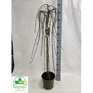 SALIX CAP KILMARNOCK