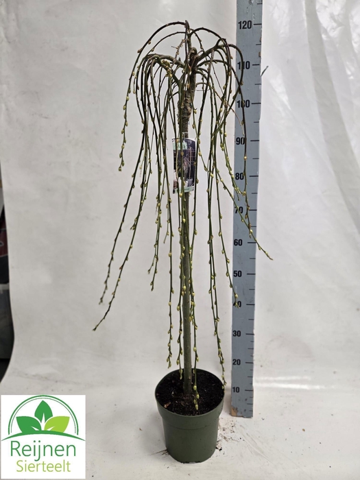 <h4>SALIX CAP KILMARNOCK</h4>