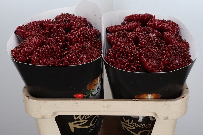 <h4>Chr Wx Bordeaux</h4>