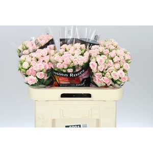 Rosa Tr Severina