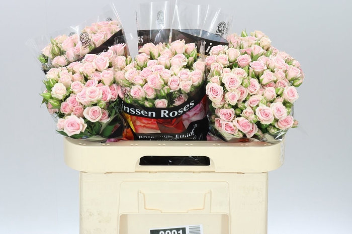 <h4>Rosa Tr Severina</h4>