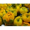 RANUNCOLI YELLOW