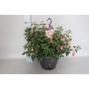 Hangpotten 27 waterreservoir Fuchsia El Camino