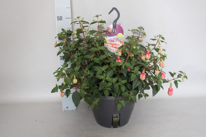 <h4>Hangpotten 27 waterreservoir Fuchsia El Camino</h4>