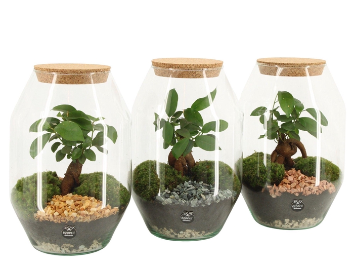 <h4>90805: Terrarium arrangement</h4>