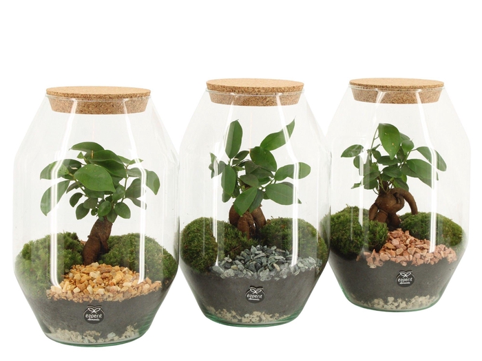 <h4>90805: Terrarium arrangement</h4>