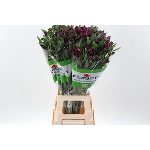 Alstr Shiney Purple Fu