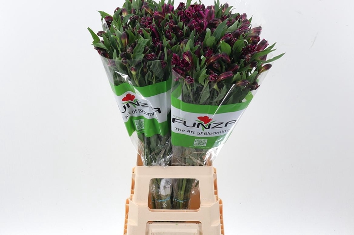 <h4>Alstr Shiney Purple Fu</h4>