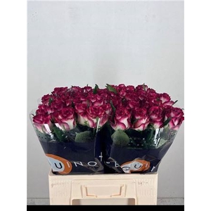 Rosa a grande fleur Ducati