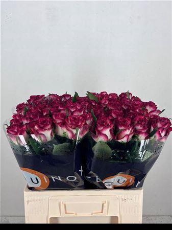 <h4>Rosa a grande fleur Ducati</h4>