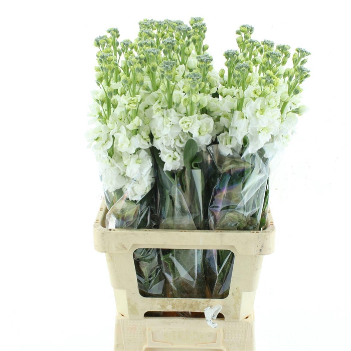 <h4>MATTH IRON WHITE</h4>