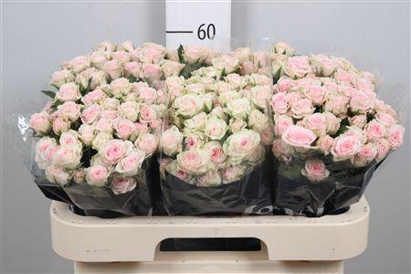 <h4>R Tr Severina</h4>