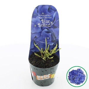 Hydrangea macr. Music Collection® 'Blue Ballad'® C2 (17cm.) Potcover