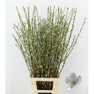 PERZIKBLOESEM WHITE PER BUNCH 100CM