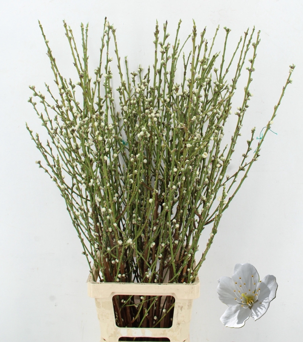 <h4>PERZIKBLOESEM WHITE PER BUNCH 100CM</h4>