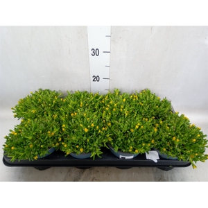 Delosperma  'Ice Cream Yellow'