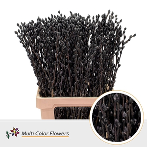 Salix Snowflake Zwart