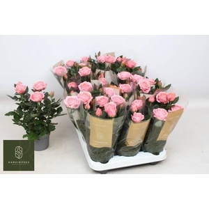 !! PROMO !! ROSA GRANDE KORDANA ADELE