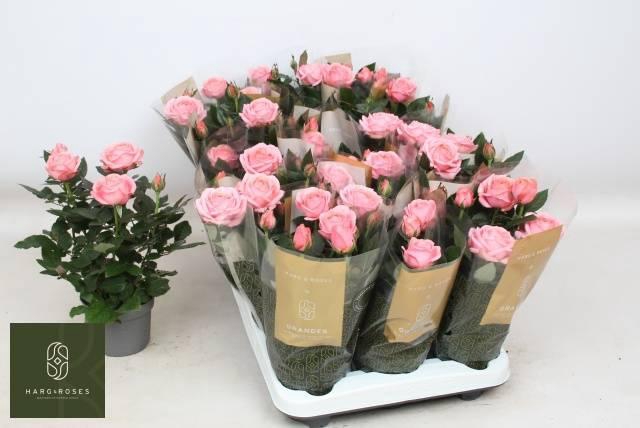 <h4>ROSA GRANDE KORDANA ADELE</h4>