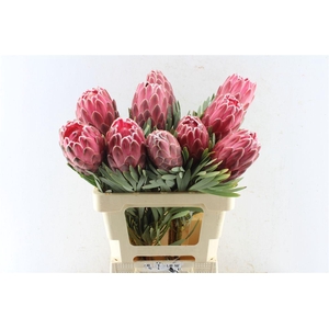 Protea Venus