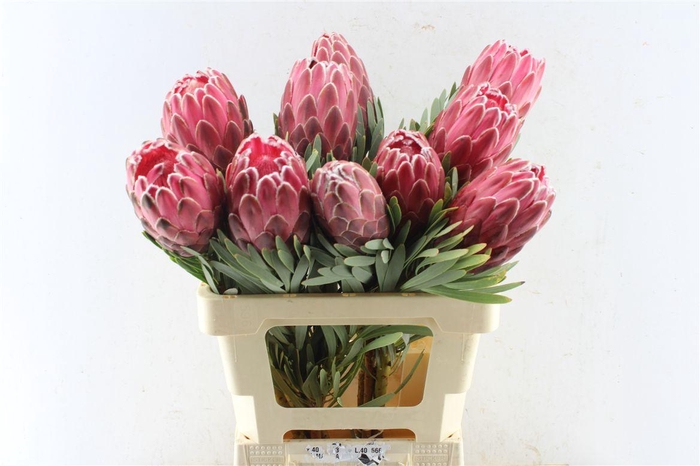 <h4>Protea Venus</h4>