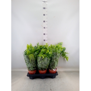 Phlebodium aureum 'Davana'