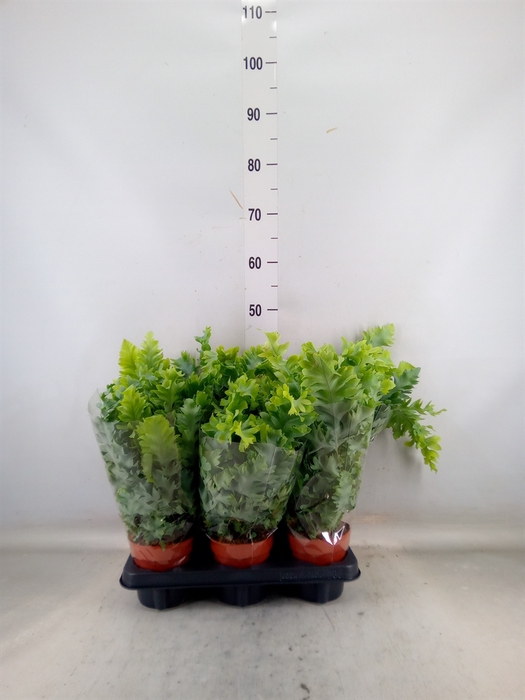 <h4>Phlebodium aureum 'Davana'</h4>
