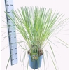 Cortaderia selloana Pumila