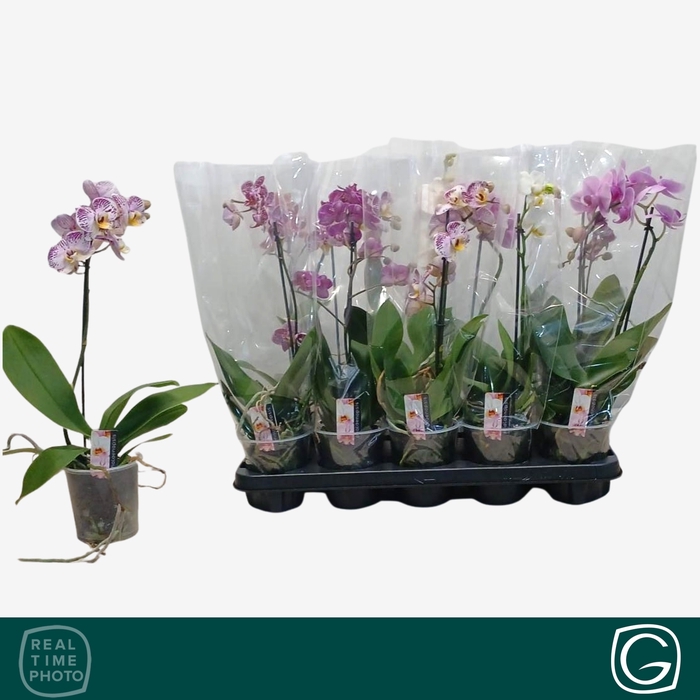 <h4>PHAL MF GEM 4 KL</h4>