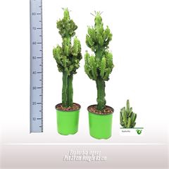 Euphorbia ingens